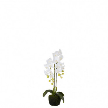 Orchidee Fresh Touch Blanc S