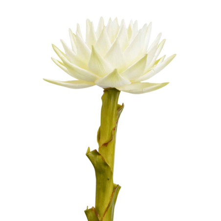 Disocactus Hauteur 72 Blanc