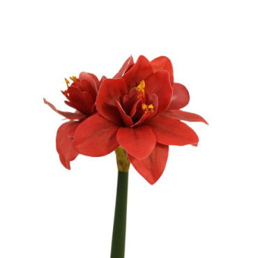 Amaryllis rouge