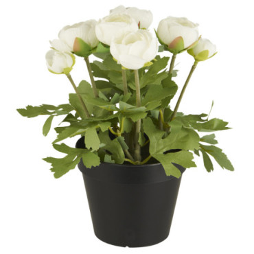 Renoncule en pot fleurs blanches