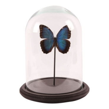 Cloche papillon Morpho Helenor /1