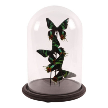 Cloche papillon Urania /3