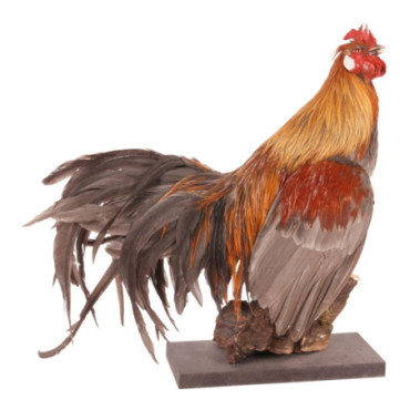 Coq monté 43 cm