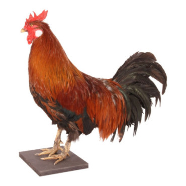 Coq monté 60 cm