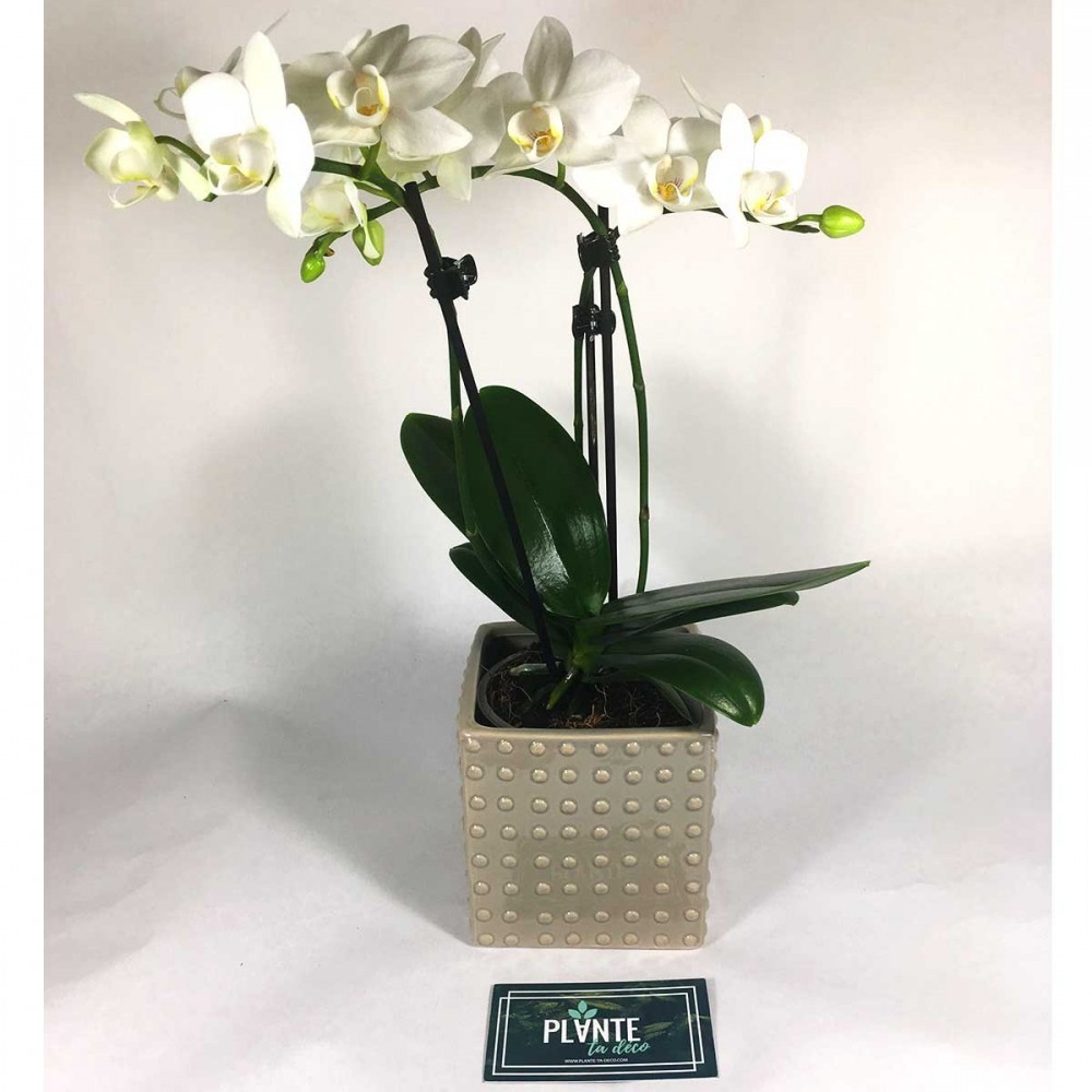 Orchidee Phalaenopsis Blanche Plante Ta Deco Com