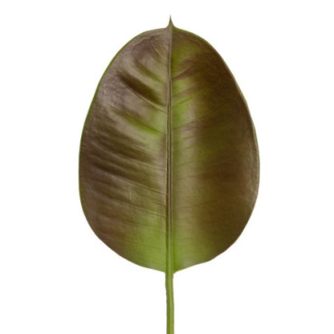 Feuille Marron - Vert Pvc Jardin 20x57cm