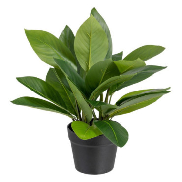 Plante Aglaonema Vert Pvc 50x45x48cm