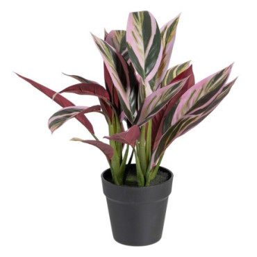 Plante Alpinia Vert - Rose Pvc 44x39x48cm