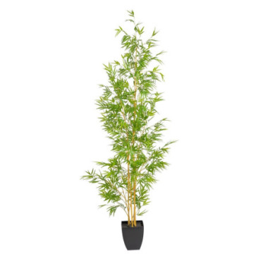 Plante Bambou Vert 90x86x220cm