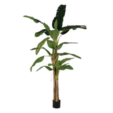 Plante Bananier Vert Gomme Décoration 280cm