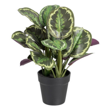 Plante Calathea Pvc 37x37x41cm