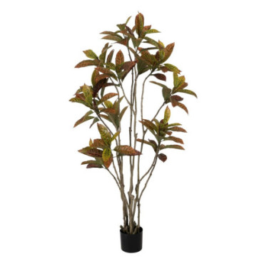 Plante Croton Rouge Gomme Décoration 150cm