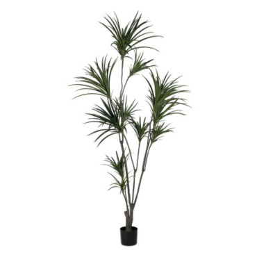 Plante Dracaena Vert Gomme Décoration 220cm