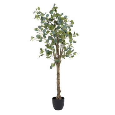 Plante Eucalyptus Vert 78x68x150cm