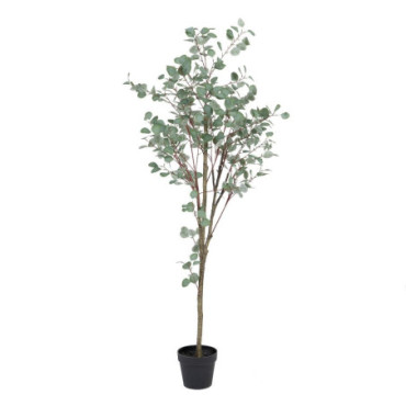 Plante Eucalyptus Vert 80x82x180cm