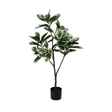 Plante Magnolia Vert - Blanc Gomme 120cm