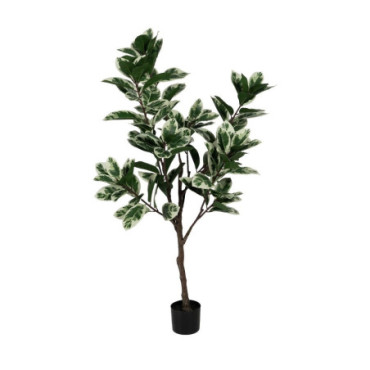 Plante Magnolia Vert - Blanc Gomme 150cm