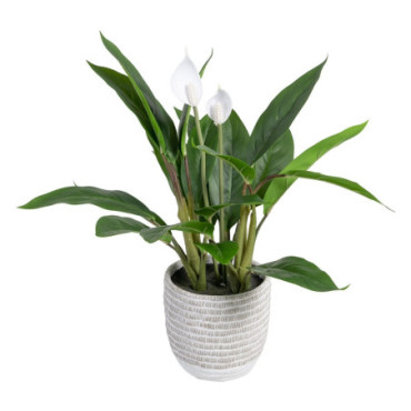 Plante Pot Vert Cala Pvc 40x41x48cm