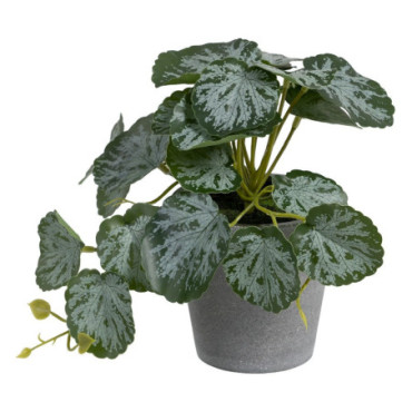 Plante Saxifraga Vert - Blanc Pvc 26x23x21,50cm