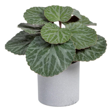 Plante Saxifraga Vert Pvc 20x21x18cm