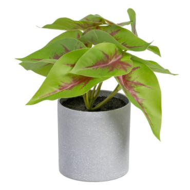 Plante Syngoniumrouge - Vert Pvc 20x18x18cm