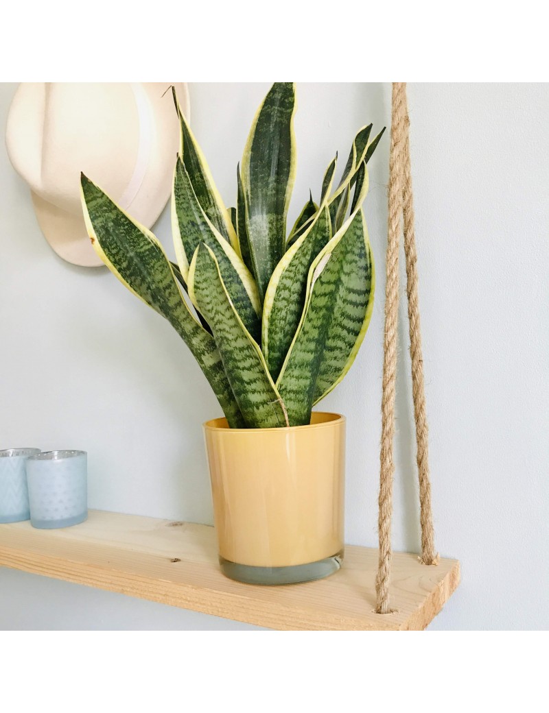 Sansevieria Langue De Belle Mère Achat Sur Plante Ta 