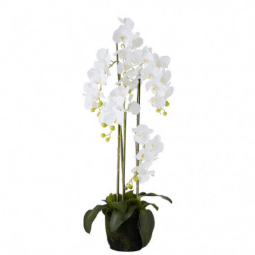 Orchidee Fresh Touch Blanc Large