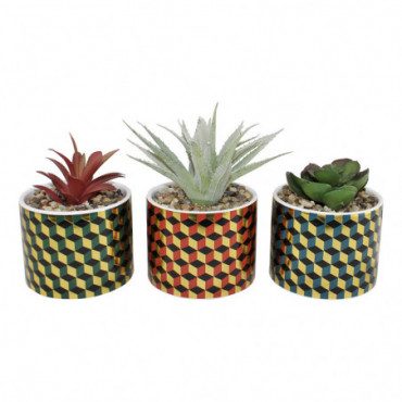 Plantes succulentes dans des pots en céramique avec un design...